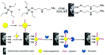 Graphical abstract: Preparation of an aptamer based organic–inorganic hybrid monolithic column with gold nanoparticles as an intermediary for the enrichment of proteins