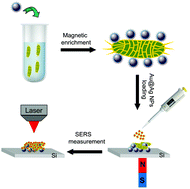 Graphical abstract: A rapid SERS method for label-free bacteria detection using polyethylenimine-modified Au-coated magnetic microspheres and Au@Ag nanoparticles