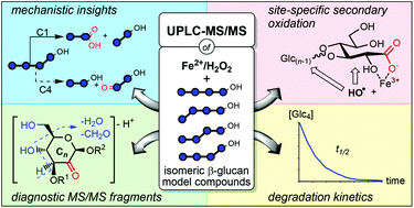 Graphical abstract: UPLC-MS/MS investigation of β-glucan oligosaccharide oxidation