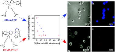 Graphical abstract: Selective recognition and imaging of bacterial model membranes over mammalian ones by using cationic conjugated polyelectrolytes