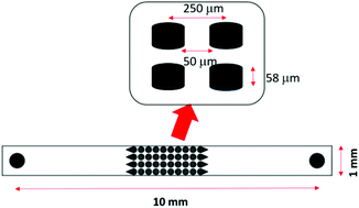 Graphical abstract: Trapping of Au nanoparticles in a microfluidic device using dielectrophoresis for surface enhanced Raman spectroscopy