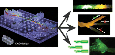 Graphical abstract: Fibre-based electrofluidics on low cost versatile 3D printed platforms for solute delivery, separations and diagnostics; from small molecules to intact cells