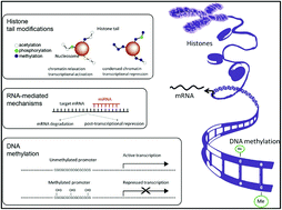 Graphical abstract: Towards DNA methylation detection using biosensors