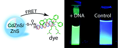 Graphical abstract: Synthesis and characterization of DNA–quantum dot conjugates for the fluorescence ratiometric detection of unlabelled DNA