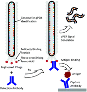 Graphical abstract: Real-time femtomolar detection of cancer biomarkers from photoconjugated antibody–phage constructs