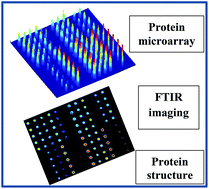 Graphical abstract: Infrared imaging of high density protein arrays