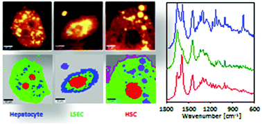 Graphical abstract: Label-free spectroscopic characterization of live liver sinusoidal endothelial cells (LSECs) isolated from the murine liver