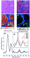 Graphical abstract: A protocol for rapid, label-free histochemical imaging of fibrotic liver