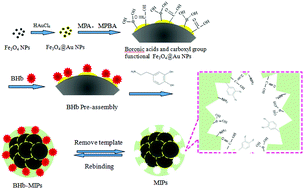 Graphical abstract: Creating BHb-imprinted magnetic nanoparticles with multiple binding sites