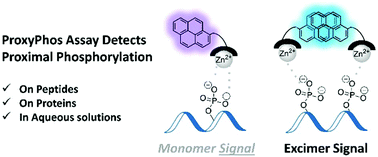 Graphical abstract: Characterization and application studies of ProxyPhos, a chemosensor for the detection of proximally phosphorylated peptides and proteins in aqueous solutions