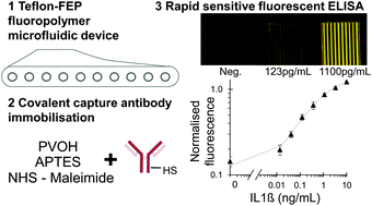 Graphical abstract: Covalent immobilisation of antibodies in Teflon-FEP microfluidic devices for the sensitive quantification of clinically relevant protein biomarkers