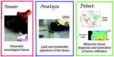 Graphical abstract: Utility of neurological smears for intrasurgical brain cancer diagnostics and tumour cell percentage by DESI-MS
