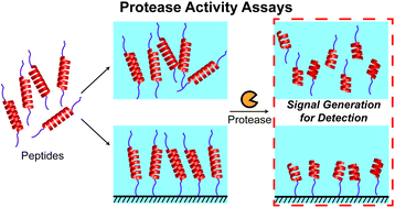 Graphical abstract: Recent developments in protease activity assays and sensors