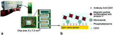 Graphical abstract: Rapid and specific detection of cell-derived microvesicles using a magnetoresistive biochip