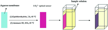 Graphical abstract: A new optical sensor for selective quantitation of uranium by the immobilization of arsenazo III on an agarose membrane