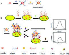 Graphical abstract: Highly sensitive voltammetric determination of kanamycin based on aptamer sensor for signal amplification