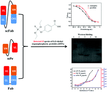 Graphical abstract: Production and characterization of a single-chain Fab fragment for the detection of O,O-diethyl organophosphorus pesticides