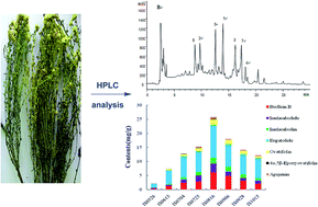 Graphical abstract: Simultaneous quantification of six sesquiterpene lactones and a flavonoid in the whole life stage of Inula salsoloides by high performance liquid chromatography