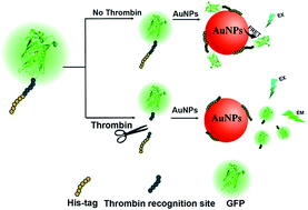 Graphical abstract: A label-free fluorescence assay for thrombin activity analysis based on fluorescent protein and gold nanoparticles