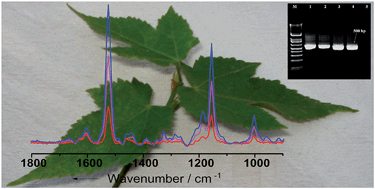 Graphical abstract: Handheld Raman spectroscopy for the early detection of plant diseases: Abutilon mosaic virus infecting Abutilon sp.