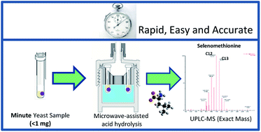 Graphical abstract: Determination of underivatized amino acids in microsamples of a yeast nutritional supplement by LC-MS following microwave assisted acid hydrolysis