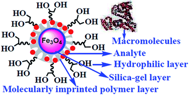 Graphical abstract: Fast clean-up and selective enrichment of florfenicol in milk by restricted access media molecularly imprinted magnetic microspheres based on surface-initiated photoiniferter-mediated polymerization