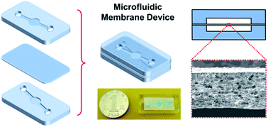 Graphical abstract: Online monitoring of ethanol concentration using a responsive microfluidic membrane device