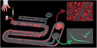 Graphical abstract: Simplifying microfluidic separation devices towards field-detection of blood parasites