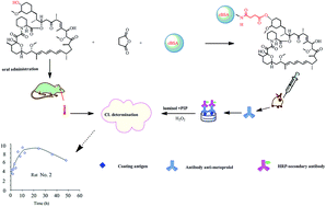 Graphical abstract: Production of a sensitive antibody against sirolimus for chemiluminescence immunoassay potential in its therapeutic drug monitoring