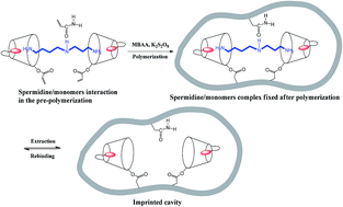 Graphical abstract: Preparation of a molecularly imprinted fluorescent chemosensor using quinoline modified vinyl-β-cyclodextrin and acrylamide as monomers for the selective recognition of spermidine