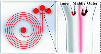 Graphical abstract: Rapid separation of human breast cancer cells from blood using a simple spiral channel device