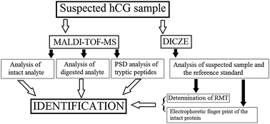 Graphical abstract: Identification of human chorionic gonadotropin hormone in illegally distributed products by MALDI-TOF mass spectrometry and double-injection capillary zone electrophoresis