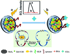 Graphical abstract: A label-free electrochemiluminescence aptasensor for carcinoembryonic antigen detection based on electrodeposited ZnS–CdS on MoS2 decorated electrode