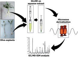 Graphical abstract: Quantification of free auxins in semi-hardwood plant cuttings and microshoots by dispersive liquid–liquid microextraction/microwave derivatization and GC/MS analysis