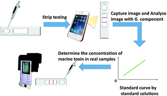 Graphical abstract: A sensing smartphone and its portable accessory for on-site rapid biochemical detection of marine toxins