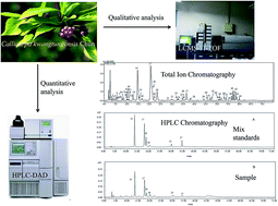 Graphical abstract: Simultaneous qualitative and quantitative determination of phenylethanoid glycosides and flavanoid compounds in Callicarpa kwangtungensis Chun by HPLC-ESI-IT-TOF-MS/MS coupled with HPLC-DAD