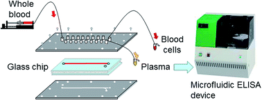 Graphical abstract: Whole blood analysis using microfluidic plasma separation and enzyme-linked immunosorbent assay devices