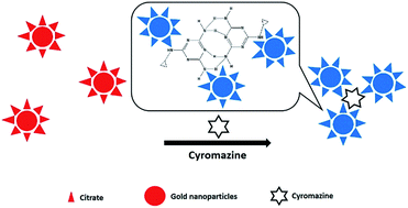 Graphical abstract: Visual colorimetric detection of cyromazine in river water using citrate-stabilized gold nanoparticles