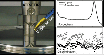 Graphical abstract: Attenuated total reflection Fourier transform-infrared (ATR-FTIR) spectroscopy as a new technology for discrimination between Cryptococcus neoformans and Cryptococcus gattii