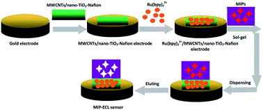 Graphical abstract: A novel molecularly imprinted electrochemiluminescence sensor based on a Ru(bpy)32+/MWCNTs/nano-TiO2-Nafion electrode for the detection of bisphenol A