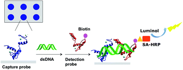 Graphical abstract: Multiplexed detection of pathogen-specific DNA using engineered zinc finger proteins without target amplification