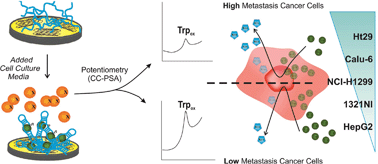 Graphical abstract: Direct detection of tryptophan for rapid diagnosis of cancer cell metastasis competence by an ultra-sensitive and highly selective electrochemical biosensor