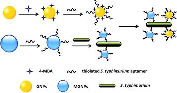 Graphical abstract: SERS aptasensor detection of Salmonella typhimurium using a magnetic gold nanoparticle and gold nanoparticle based sandwich structure