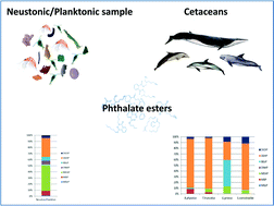 Graphical abstract: First detection of seven phthalate esters (PAEs) as plastic tracers in superficial neustonic/planktonic samples and cetacean blubber