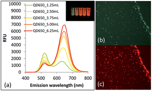 Graphical abstract: A microfluidic detection system for quantitation of copper incorporating a wavelength-ratiometric fluorescent quantum dot pair