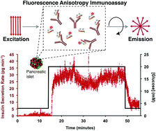 Graphical abstract: Online fluorescence anisotropy immunoassay for monitoring insulin secretion from islets of Langerhans