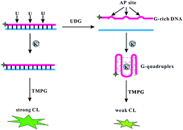 Graphical abstract: Guanine-based chemiluminescence resonance energy transfer biosensing platform for the specific assay of uracil-DNA glycosylase activity