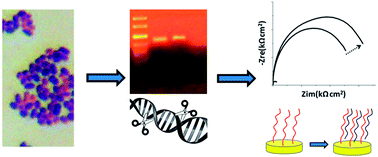 Graphical abstract: Demonstration of a tailorable and PCR-free detection of Enterococcus DNA isolated from soil samples