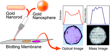 Graphical abstract: Ultra-high sensitivity detection of gold nanorods on a blotting membrane by laser induced desorption/ionization of gold ions