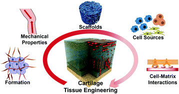 Graphical abstract: Articular cartilage: from formation to tissue engineering